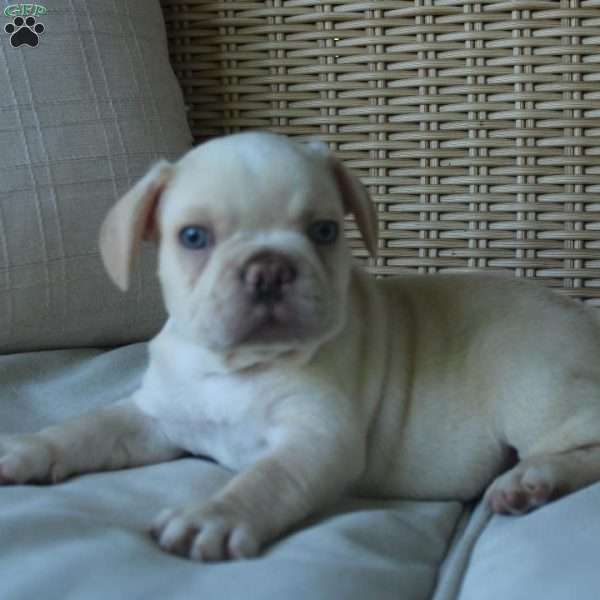 Pugsley, French Bulldog Puppy